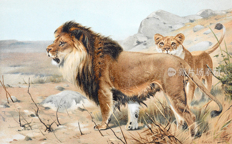 年份狮(Felis leo)野生动物。非洲。手绘雕刻野生狮子插图。复古的风格。完整的颜色。复古复古的动物海报。
